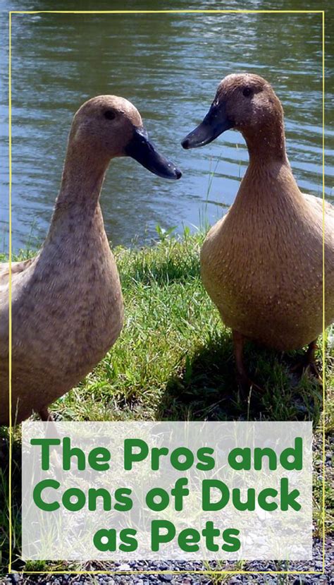 The Pros And Cons Of Ducks As Pets Pbs Pet Travel