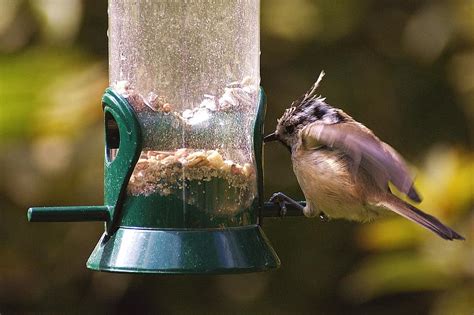 Bird Feeding Nature Birds Feather Colorful Songbird Feed Food Bill Depend Pikist