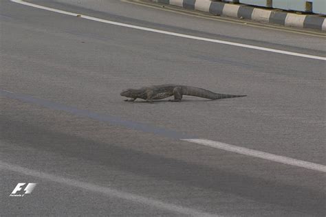 Formula One Driver Max Verstappen Dodges Giant Lizard On Track Ahead