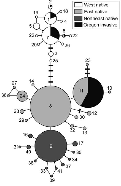 Ninety Five Percent Statistical Parsimony Haplotype Network Circle