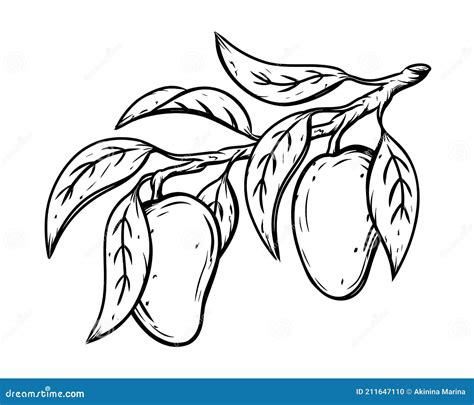 Mango On Branch With Leaves Ink Sketch Black Linear Clipart Of
