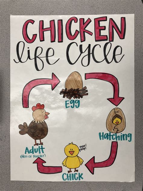 Life Cycle Of A Chicken Anchor Chart St Grade Bird Life Cycle Life Cycle Craft Plant Life