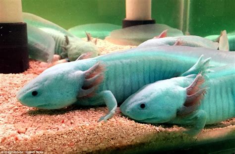 Rare Axolotl Colours