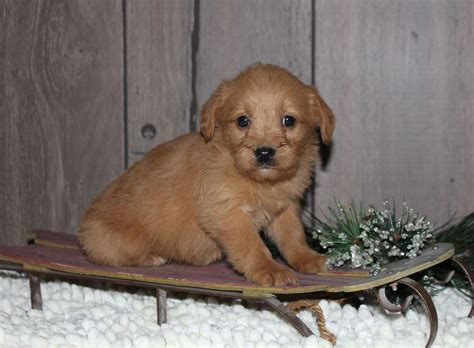 These miniature labradoodle puppies are a designer breed & are a cross between a labrador retriever & a miniature poodle. Puppy Finder | Mini labradoodle puppy, Puppies ...