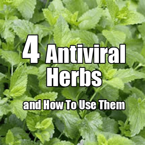 4 powerful antiviral herbs and how to use them healing herbs herbs for health herbs