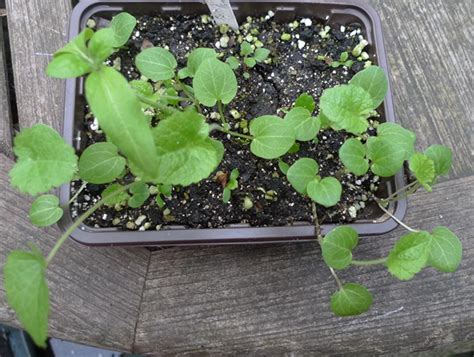 Hollyhocks won't germinate or grow well in dry soil. Seeds 2017 | garden withoutdoors