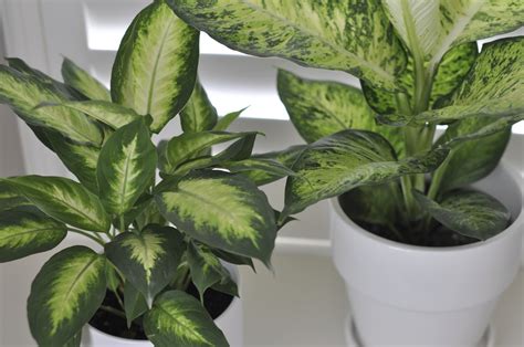 Pin By Saba Fana On Indoor Plants Big Leaf Indoor Plant Plants Big