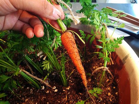 How To Grow Carrots In Containers Urban Turnip