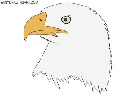 How To Draw A Bald Eagle Head Easy Graves Mcfaine