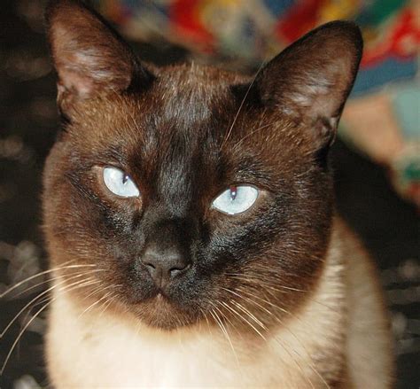 Why Are Siamese Cats Cross Eyed Thatcatblog