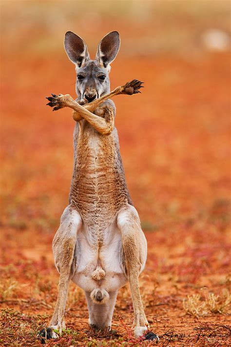 A Red Kangaroo Joey Standing Up And Crossing His Arms Over His Chest