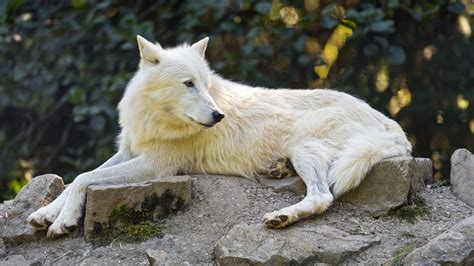 Wallpaper Arctic Wolf Wolf White Stone Wildlife Hd Picture Image