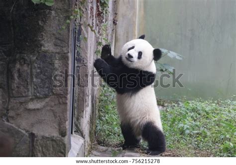 4167 Panda Standing Images Stock Photos And Vectors Shutterstock