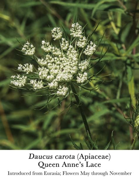 Daucus Carota Queen Annes Lace Apiaceae Lake Forest College