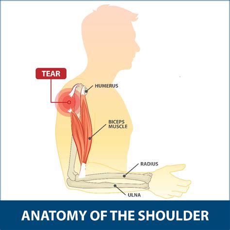 Biceps Tendon Anatomy Shoulder Shoulder Anatomy Shoulder Elbow