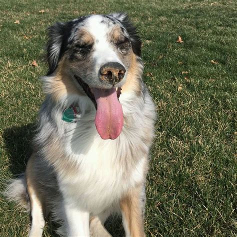 Best Thing About Aussies Is Theyre Always Smiling Australianshepherd