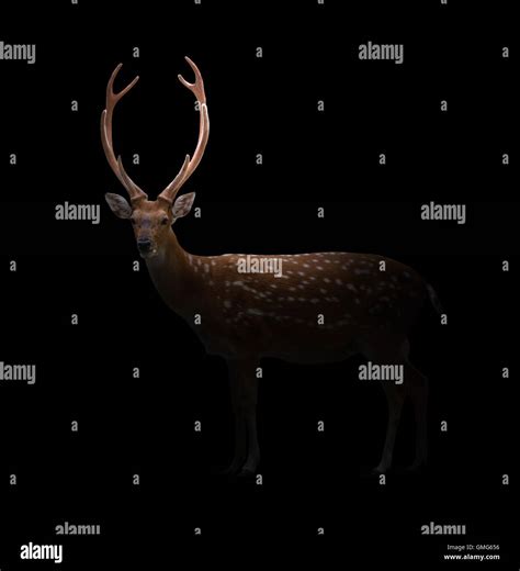 Sika Deer In The Dark With Spotlight Stock Photo Alamy