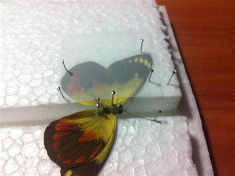 Confessions Of A Lepidoterist Butterfly Spreading For Dum Beginners