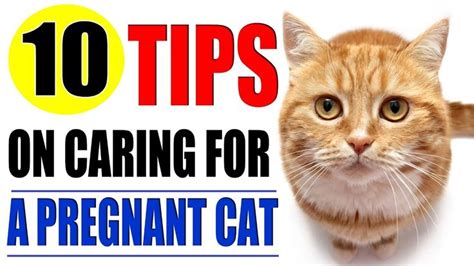 Pregnant Cat Ten Tips On Caring For A Pregnant Cat Pregnant Cat