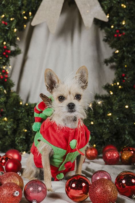 Christmas pet portraits | The shops on El Paseo — Vincent Sandoval Palm