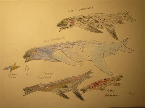 Baleenapod Chart By Xenopleurodon On Deviantart
