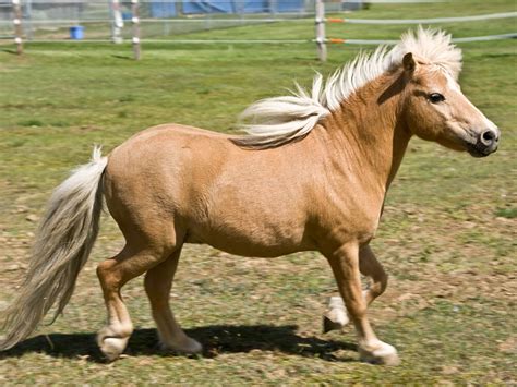 Miniature Horse Breed Information Appearance Care Uk Pets