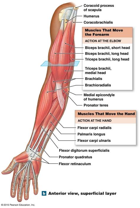 Anterior View Superficial Layer Of The Muscles That Move The Forearm And Hand Body Anatomy