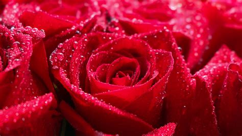 Red Rose Bouquet Wallpaper 45665 Baltana