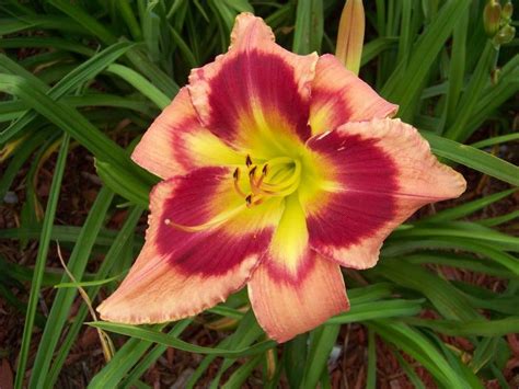 Más de 15 millones de opiniones de viajeros Photo of Daylily (Hemerocallis 'Carnival in Mexico ...