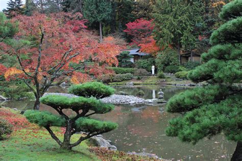 Also get a list of the best places to see cherry blossom in the us. Japanese ornamental trees - The Ginkgo Society