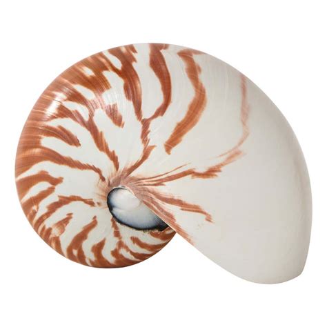Nautilus Shell At 1stdibs