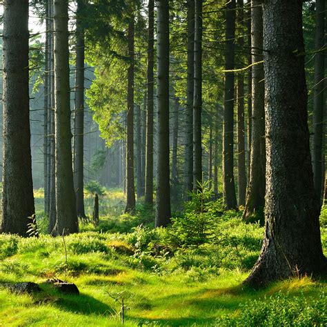 Prune or Remove Woodland Trees | Elite Tree Care