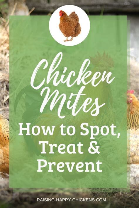 Chicken Mites How To Spot Treat And Prevent Chickens Backyard