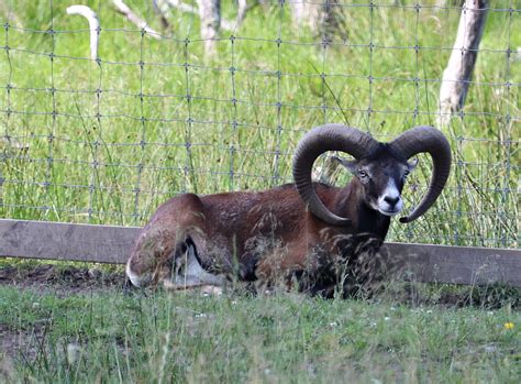 European Mouflon Ovis Orientalis Musimon Zoochat