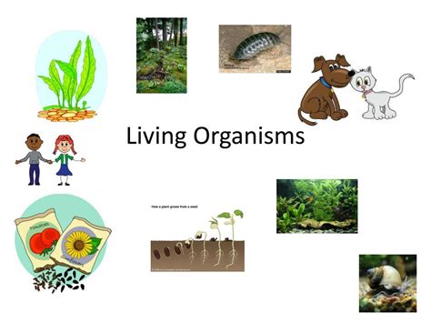 Life Cycle Of Organisms