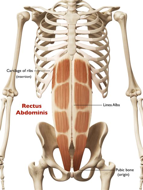 Rectus Abdominis In Yoga Anatomy Of Muscles