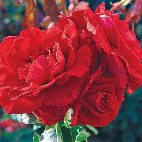Spring Hill Nurseries Don Juan Red Climbing Rose Flowers Live Potted