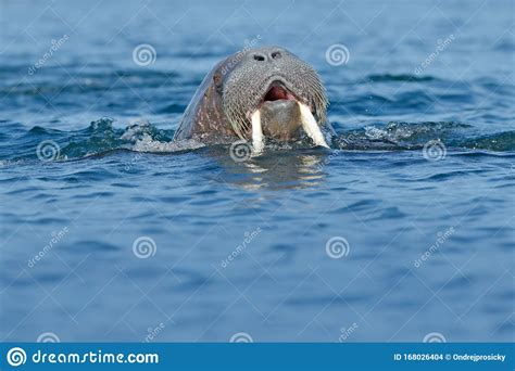 The Walrus Odobenus Rosmarus Large Flippered Marine Mammals In Blue