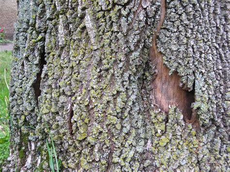 Ash Tree Disease Arborist 403055 Ask Extension