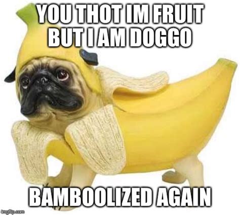 Image Tagged In Doggo Imgflip