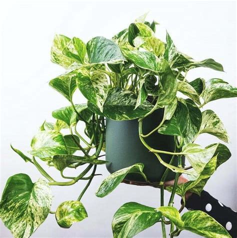 Best 10 Indoor Plants In Nepal Price And Where To Buy