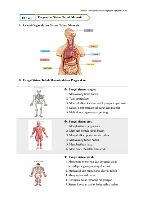 21 Pengenalan Sistem Tubuh Manusia A Lokasi Organ Dalam Sistem Tubuh Manusia B Fungsi