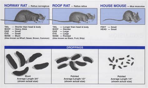 Pest Droppings Identification Chart