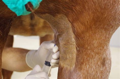 Standing Fibrotic Myopathy Surgery For Horses Showing Promise The Horse