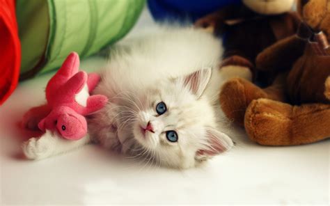 White Fluffy Kitten Wallpapers And Images Wallpapers