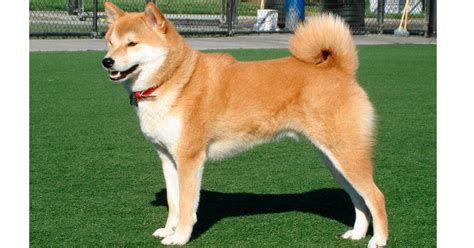 Conheça 5 raças de cães de origem japonesa