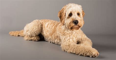 What Type Of Coat Does A Cockapoo Have