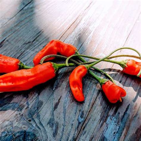 Aji Amarillo Chili Pepper Meraki Seeds