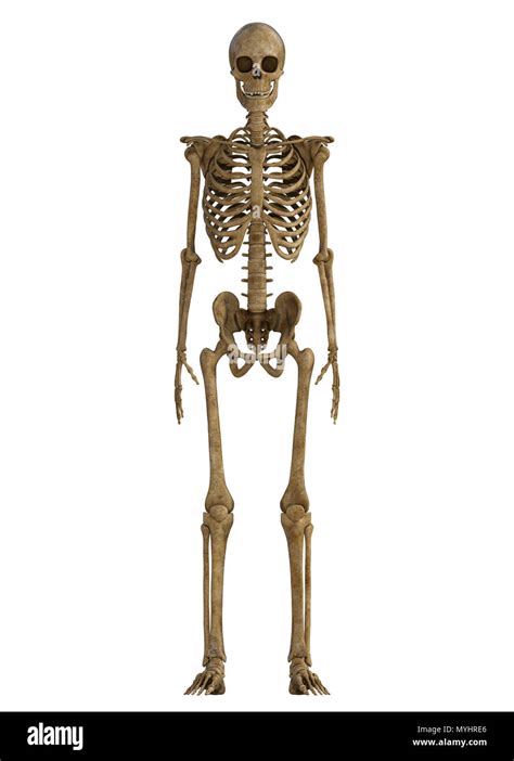 The Human Skeleton Fotografías E Imágenes De Alta Resolución Alamy