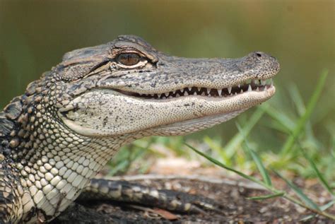 Are There Alligators In Virginia Fauna Facts